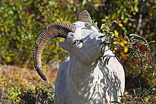 野大白羊,白大角羊,浏览,柳树,多彩,德纳里峰国家公园,阿拉斯加,美国