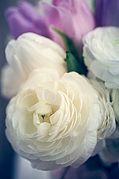 白色,玫瑰,粉色,郁金香,情人节