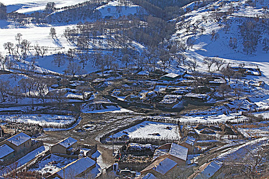 承德,坝上,草原,雪景,冬天,寒冷,树林,白桦树,原野,宽阔,开阔,白色,阳光,北国风光,牧场,冷清,安静,寂寞,睡