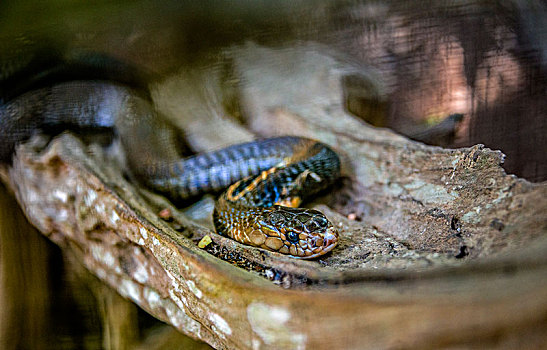 普通,褐色,蛇,俘获,澳大利亚,泰国,亚洲