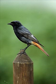 黑色,橙尾鸲莺,赭红尾鸲,公鸡,花园栅栏,北莱茵威斯特伐利亚,德国,欧洲