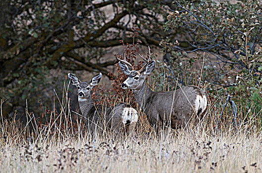 长耳鹿,骡鹿,公鹿,母鹿,站立,高草,边缘,树林,卡斯特州立公园,南达科他,美国