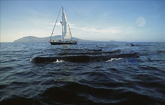 研究人员,乘坐,看,平面,抹香鲸,加拉帕戈斯群岛,厄瓜多尔