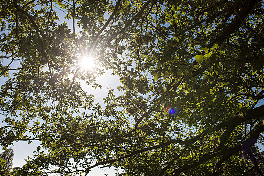 拍照,太阳,叶子,橡树
