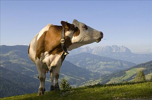 母牛,高山牧场,提洛尔,奥地利,欧洲