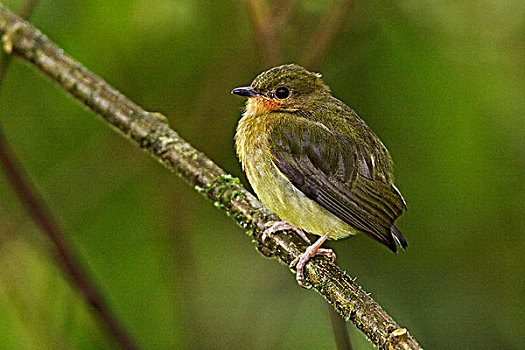 侏儒鸟,栖息,枝条,自然保护区,西北地区,厄瓜多尔