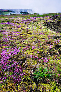 野花,间歇泉,背景,冰岛