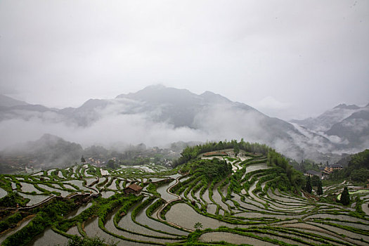 浙江丽水云和高山梯田稻田烟雨朦胧风光