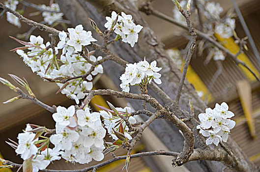 梨花绽放,梨花,花卉,花朵,花,春季,梨树