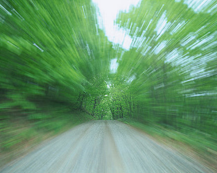 图像,树林,绿色,道路