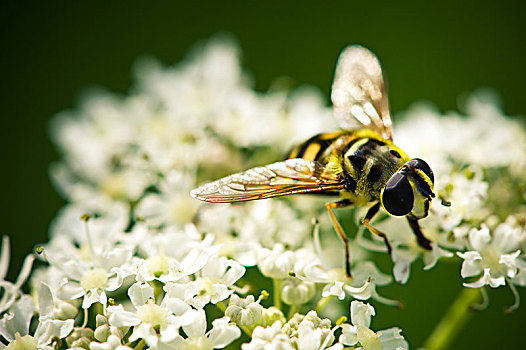 蜜蜂授粉