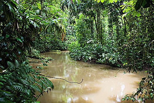 溪流,低地,雨林,国家公园,哥斯达黎加,中美洲