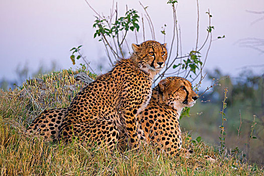 两个,印度豹,猎豹,坐,草,远眺,奥卡万戈三角洲,博茨瓦纳,非洲