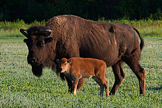 美国,西奥多罗斯福国家公园,美洲野牛,野牛,幼兽