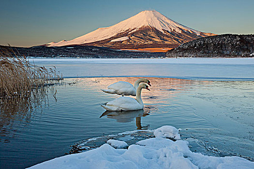一对,疣鼻天鹅,湖,反射,山,富士山,日本