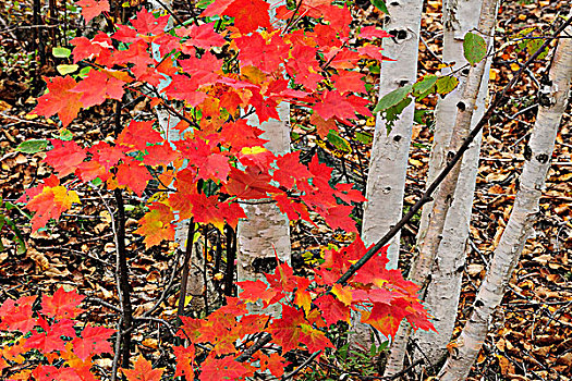 树干,枫树,林下叶层,萨德伯里,安大略省,加拿大