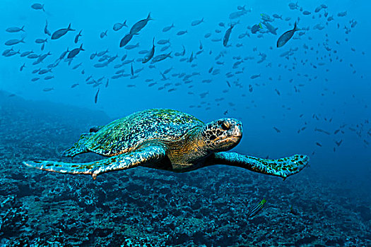 绿海龟,龟类,游动,上方,礁石,背影,岛屿,世界遗产,自然,场所,厄瓜多尔,南美,太平洋