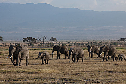 非洲大象130