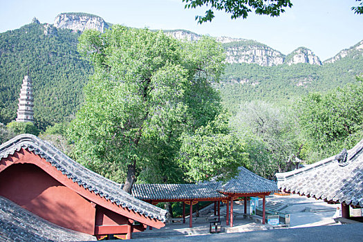 灵岩寺,济南,济南灵岩寺,佛教,佛教胜地