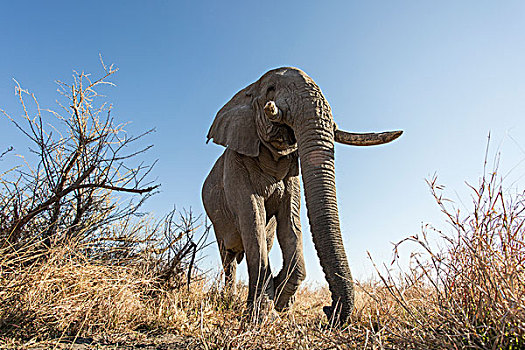 非洲,博茨瓦纳,乔贝国家公园,仰视,非洲象,走,游戏,小路,萨维提,湿地