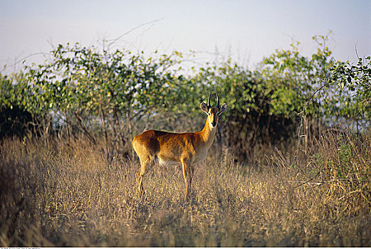 黑斑羚,乔贝国家公园,博茨瓦纳,南非