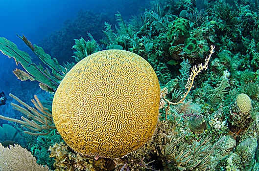 对称,脑珊瑚,国家公园,古巴,加勒比