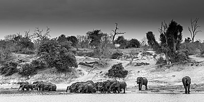 牧群,非洲象,站立,河,饮用水,黑白,全景,乔贝国家公园,乔贝,博茨瓦纳,非洲