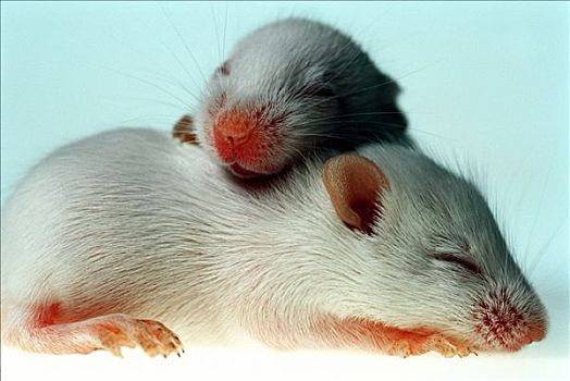 实验室,小鼠,部落,两个,白天,老,安静,一个,上方,背影
