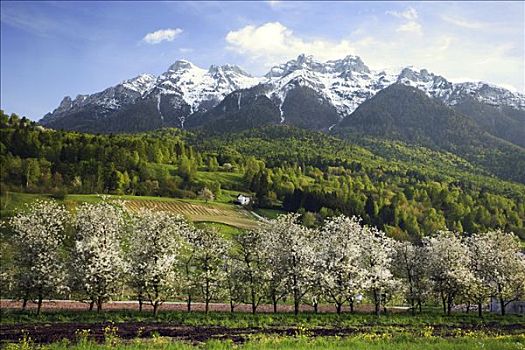 苹果花,维诺斯塔,意大利,欧洲