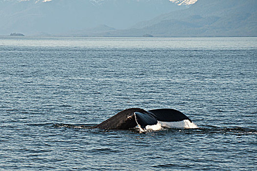 阿拉斯加,驼背鲸,大翅鲸属,鲸鱼,五个,手指,岛屿,区域,弗雷德里克湾,东南阿拉斯加