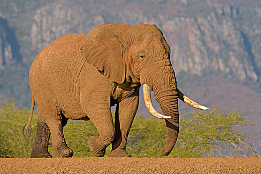 非洲,灌木,大象,非洲象,老,雄性动物,走,坝,禁猎区,纳塔耳,南非