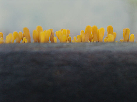 金耳真菌植物