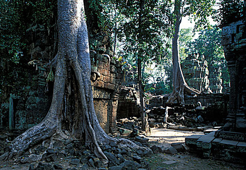 柬埔寨,吴哥窟,丛林,树,遮盖,石墙,塔普伦寺,庙宇