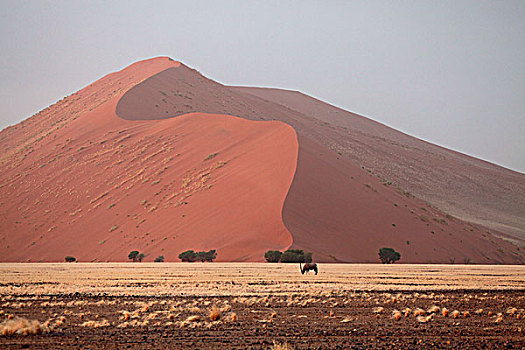 长角羚羊,纳米比沙漠,公园