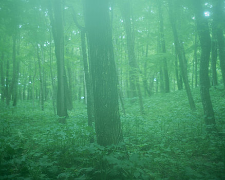 雾,树林