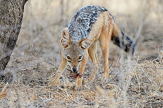 黑背狐狼,黑背豺,幼仔,捕食,嘴,萨布鲁国家公园,肯尼亚,非洲