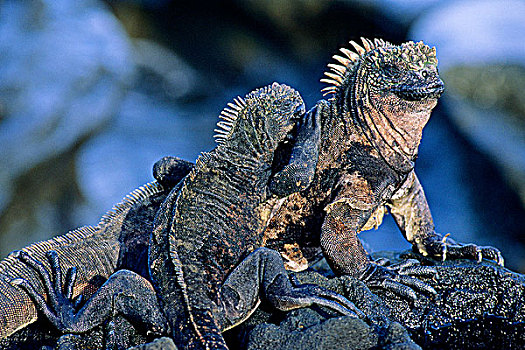海鬣蜥,晒太阳,费尔南迪纳岛,加拉帕戈斯,群岛,厄瓜多尔