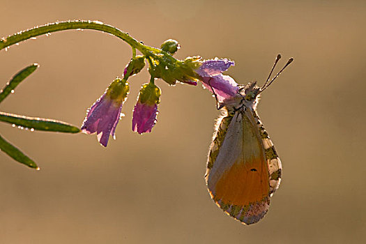红襟粉蝶,蝴蝶,花,国家公园,波兰