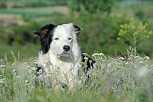 博德牧羊犬,雄性,三色,花,地点,德国,欧洲