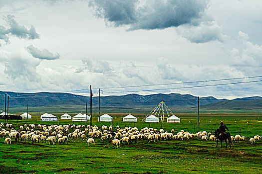 牧羊,蒙古包,羊,牧民,藏族,气势,少数名族,草原