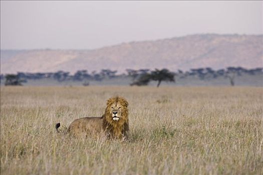 非洲狮,狮子,热带草原,栖息地,马赛马拉,肯尼亚
