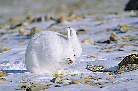 成年,北极兔,兔属,修饰,爪子,北方,艾利斯摩尔岛