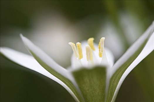 草,百合,因格尔斯塔德特,巴伐利亚,德国,欧洲