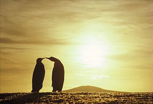 帝企鹅,伴侣,剪影,夏天,日落,自愿角,福克兰群岛