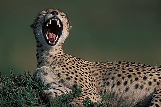 肯尼亚,马塞马拉野生动物保护区,成年,女性,印度豹,猎豹,牙齿,哈欠,热带草原