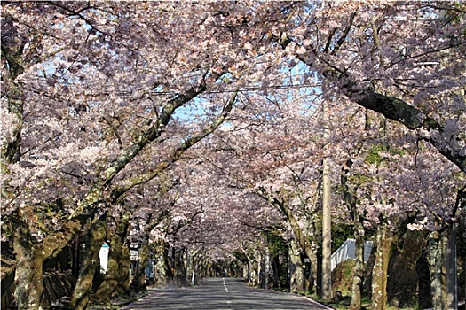 隧道,樱花,高地,静冈,日本