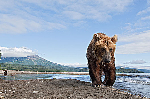 棕熊,走,河,堪察加半岛,俄罗斯