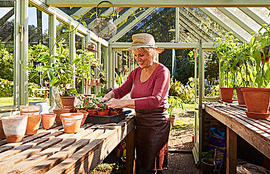 老年,女人,盆栽,植物,晴朗,温室