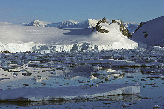 南极半岛,区域,山峦,浮冰,阿德利企鹅