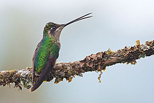 华美,蜂鸟,尤金,栖息,枝条,雌性,国家公园,哥斯达黎加,北美